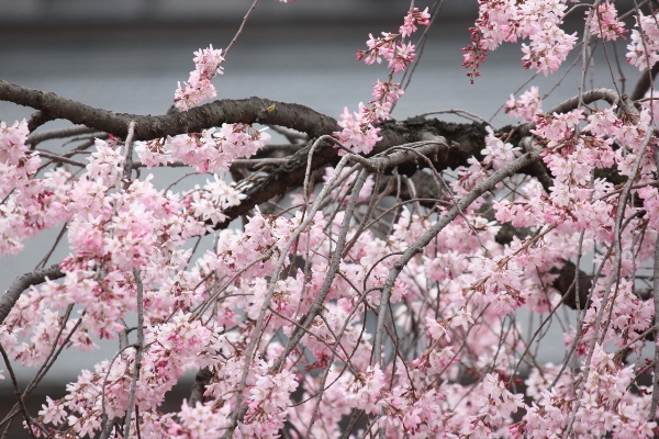 3381-１３．３．２４　横一重紅枝垂れ桜アップ.jpg